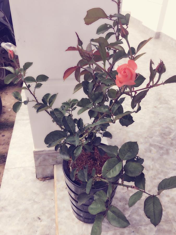 פלייקו Hani House מראה חיצוני תמונה